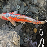Japanese Koi 24"